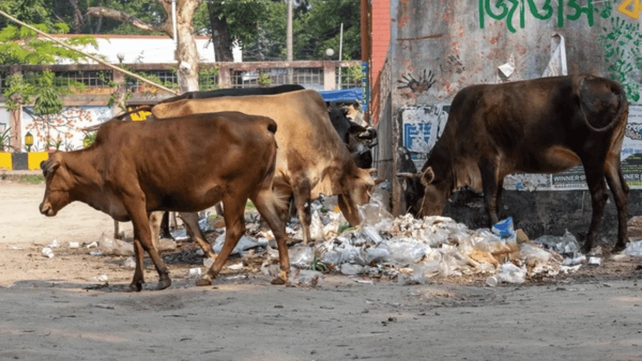 roadside-cow